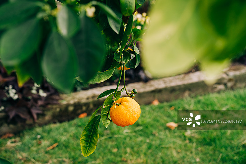 丰硕的橙子挂在郁郁葱葱的树枝上，映衬着绿色的花园图片素材