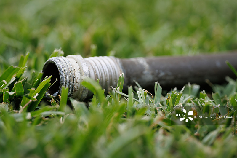 加利福尼亚州克莱蒙特的田野上草的特写图片素材