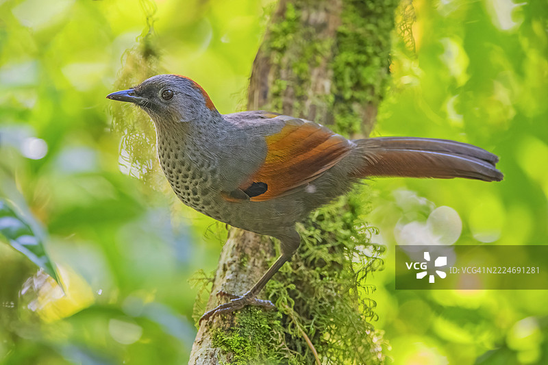 鸟儿栖息在树上的特写，越南林同省比杜国家公园图片素材