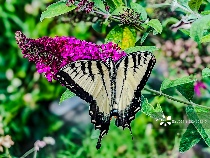 蝴蝶在花朵上授粉的特写，莫里斯敦，新泽西州，美国图片素材