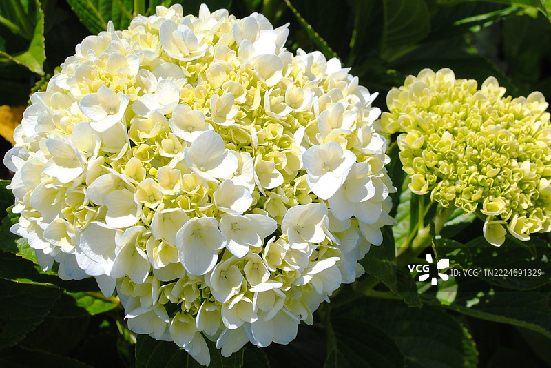 白色开花植物的特写，米纳斯吉拉斯，巴西图片素材