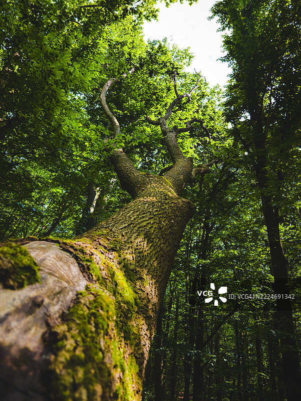 乌克兰树木的低角度视图图片素材