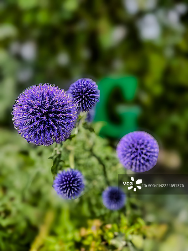 紫色开花植物的特写，莫里斯敦，新泽西州，美国图片素材