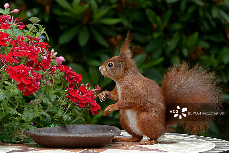 靠近花朵的松鼠特写，莱斯特，英国图片素材