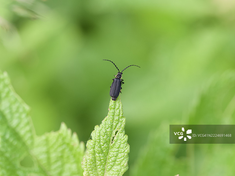 植物上的昆虫特写，马萨诸塞州威尔斯利，美国图片素材