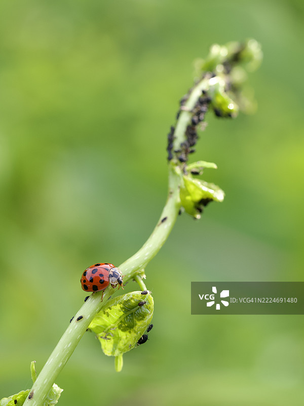 植物上的瓢虫特写，马萨诸塞州威尔斯利，美国图片素材