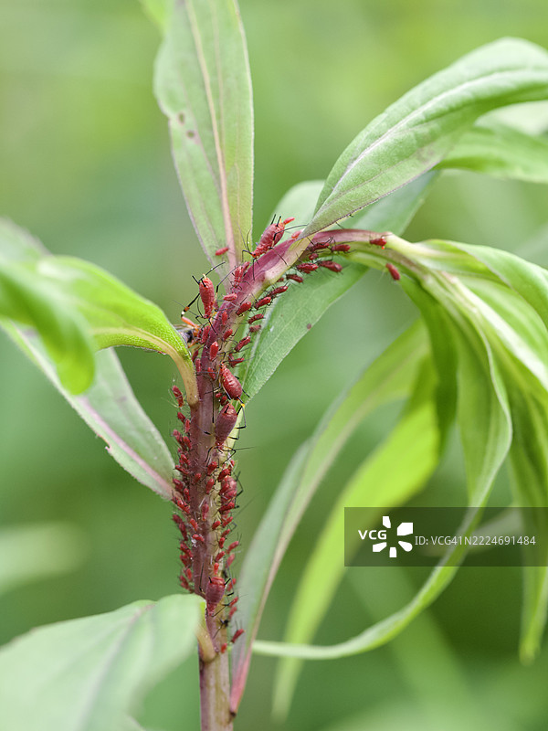 植物上的昆虫特写，马萨诸塞州威尔斯利，美国图片素材