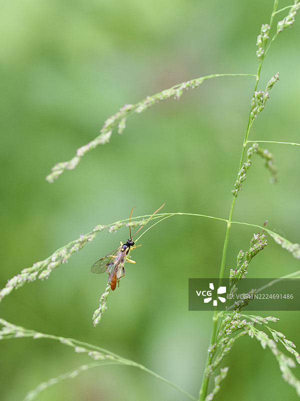 植物上的昆虫特写，马萨诸塞州威尔斯利，美国图片素材