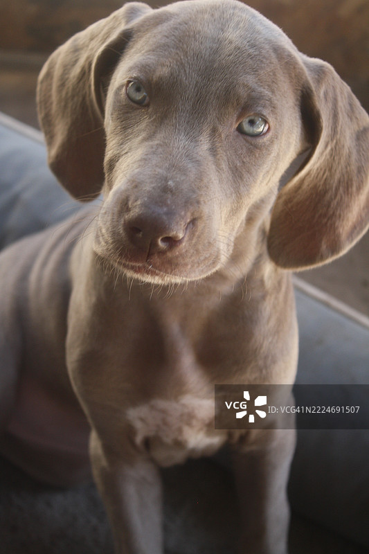 威玛猎犬的特写肖像，位于加利福尼亚州奥哈伊，美国图片素材