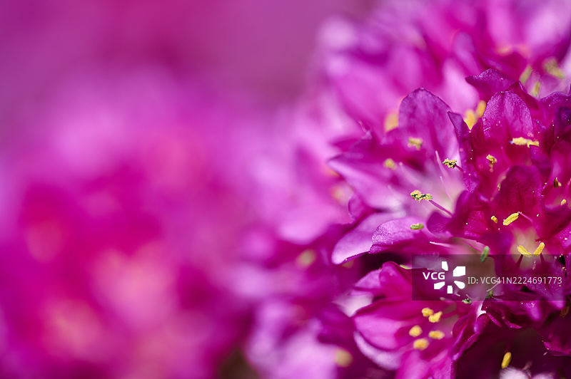 德国尤斯基兴的粉色花朵特写图片素材