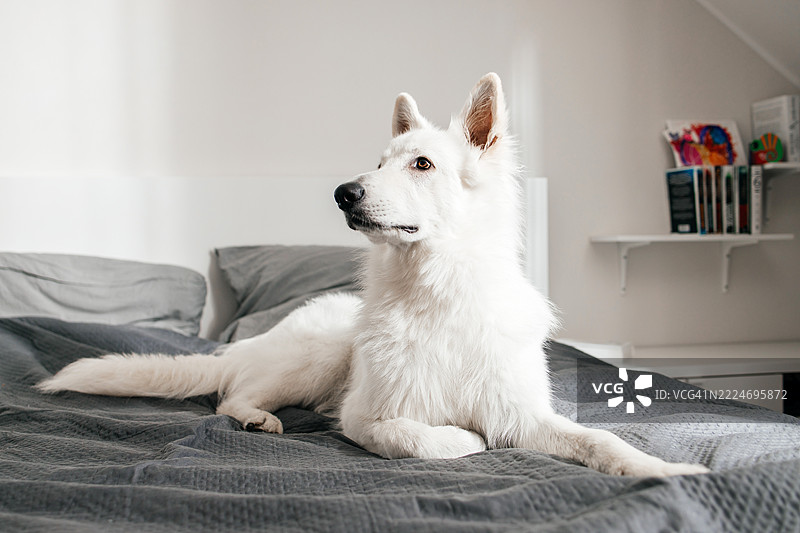 白色瑞士牧羊犬在灰色床单上放松图片素材