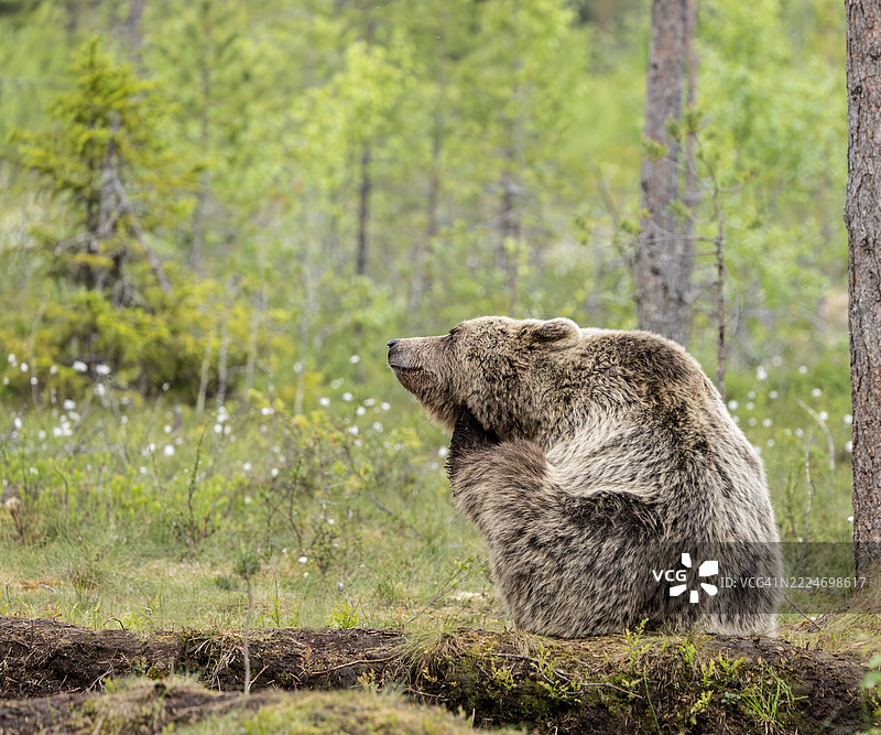 欧洲棕熊，Ursus arctos arctos，坐在地上挠下巴：芬兰。图片素材