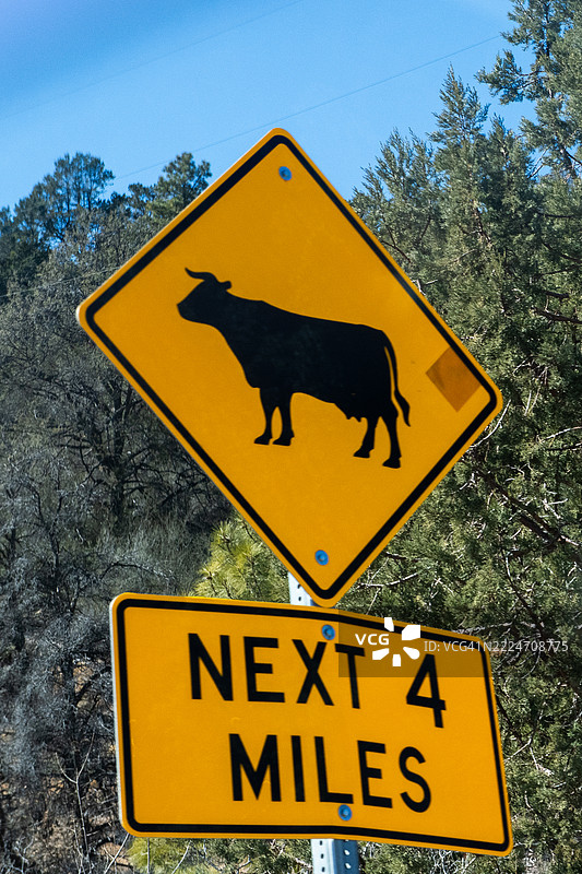 自由放养牛的路标在阳光明媚的日子里路边。图片素材
