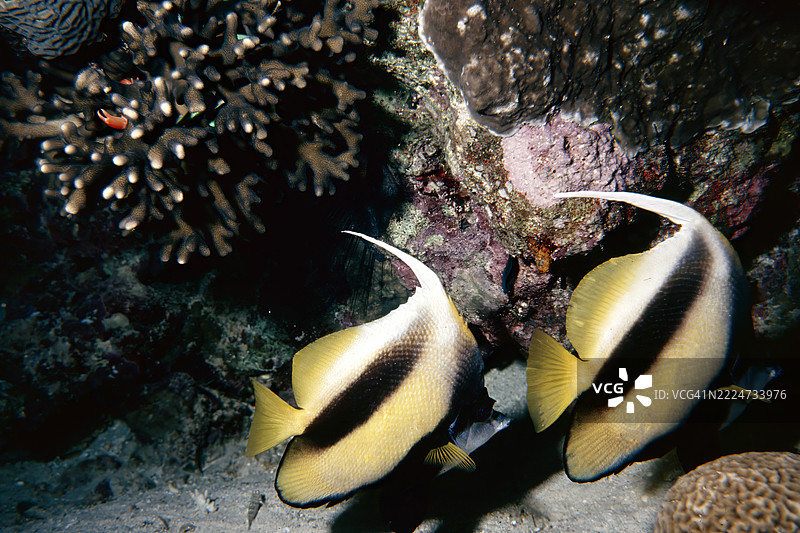 红海横带鱼图片素材