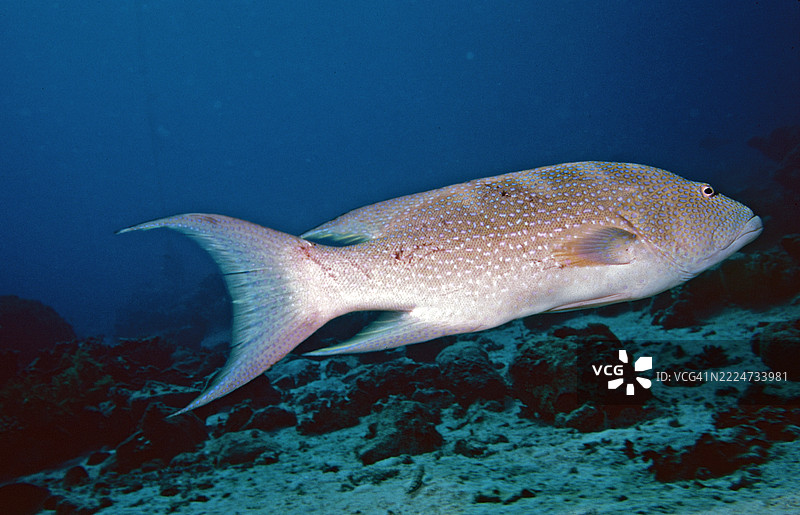 豹纹珊瑚鳕图片素材