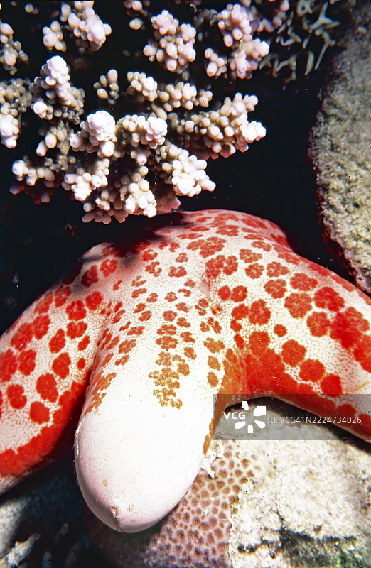 颗粒状海星图片素材