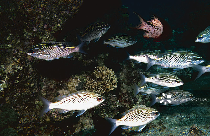阿拉伯单眼鲷图片素材
