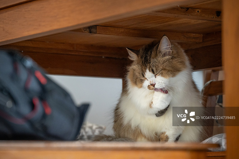 可爱的杂交波斯猫在桌子下梳理自己。图片素材