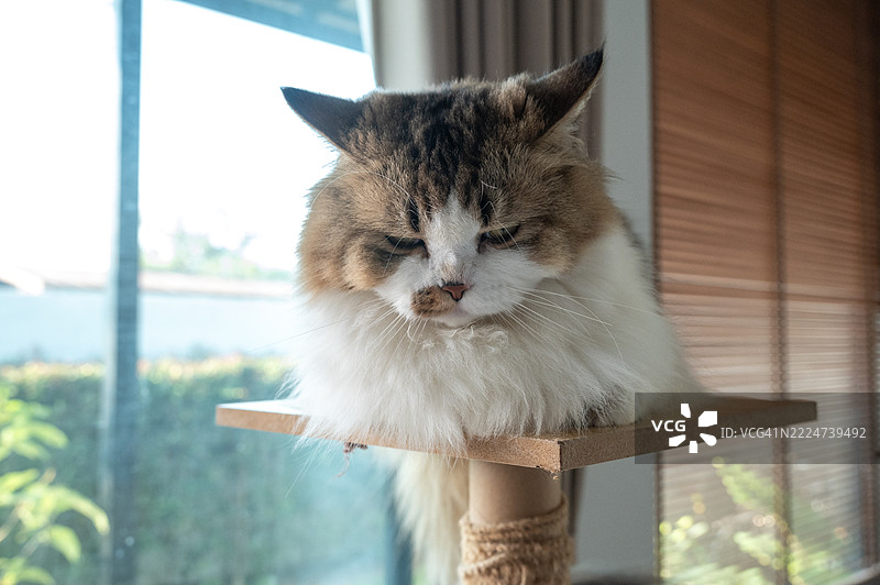 孤独生活在人类家中的波斯猫感到压力或抑郁的特写镜头。图片素材