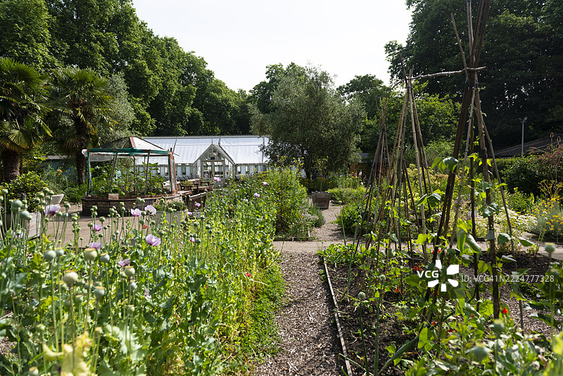 这个草药花园展示了各种芳香和烹饪植物，整齐地排列在床位上，供公众在英国伦敦欣赏。图片素材