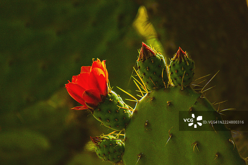 红橙色刺梨仙人掌花的特写图片素材