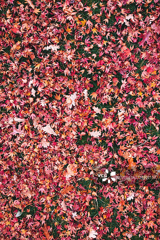 红色、橙色和粉色的秋叶地毯，营造生动的季节背景图片素材