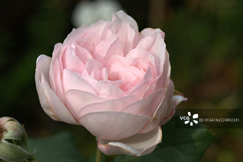 罗莎“遗产”图片素材