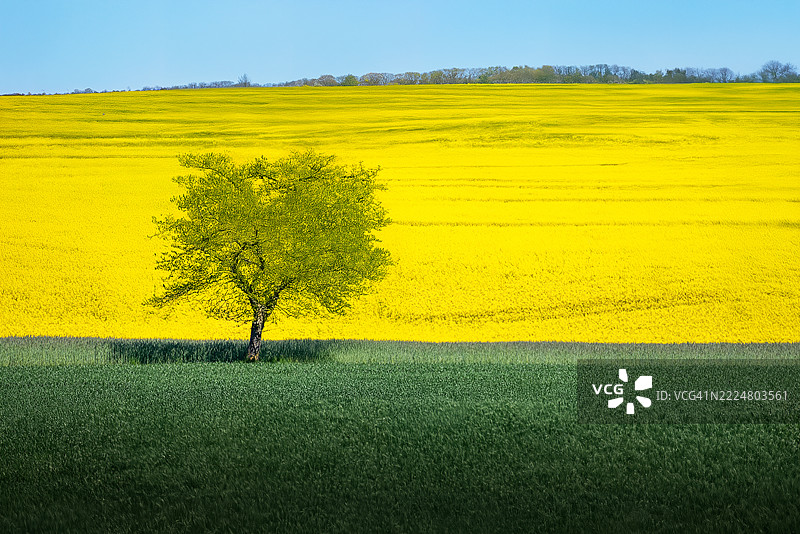 孤独的树图片素材