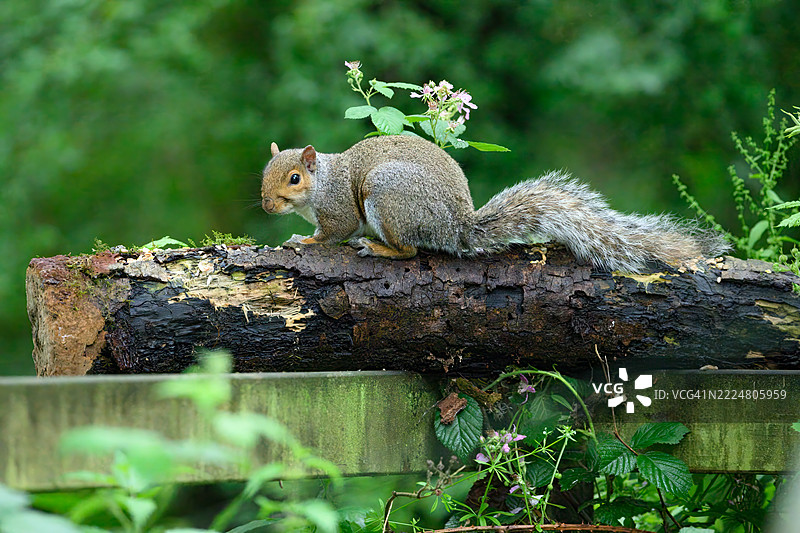 灰松鼠。卡罗林斯松鼠。坐在树桩上。图片素材