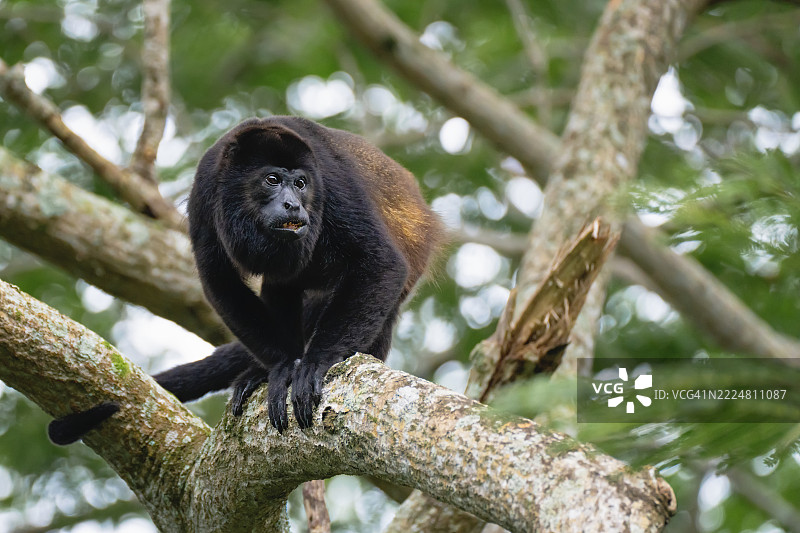 成年雄性吼猴警觉地坐在哥斯达黎加的一根树枝上图片素材