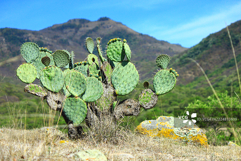 特波佐特兰风景中的仙人掌果特写图片素材