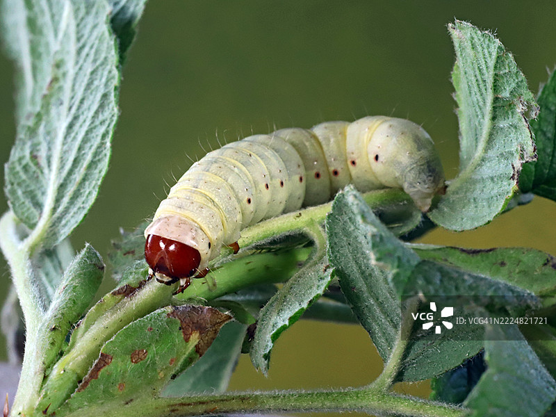 箭蛾的幼虫，Egira crucialis图片素材