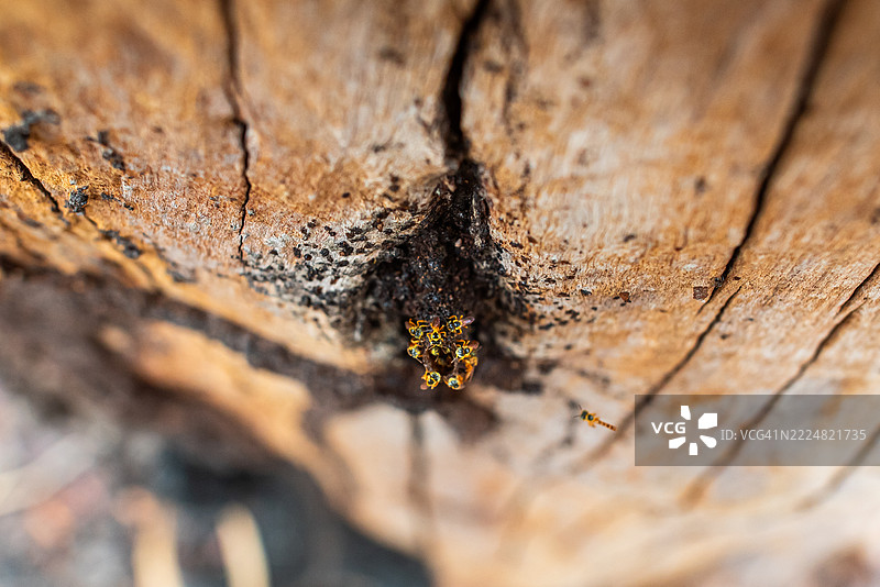 Jataí蜜蜂在蜂巢入口处图片素材