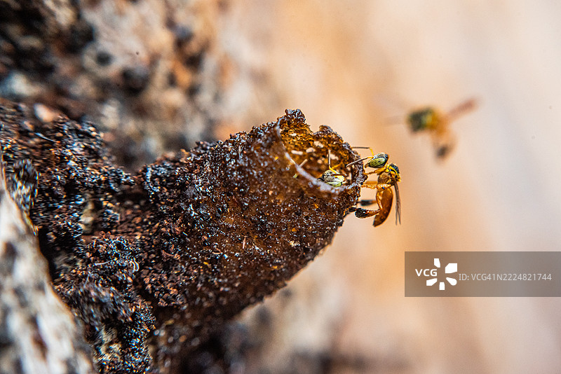 Jataí蜜蜂在蜂巢入口处图片素材