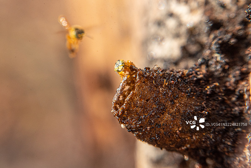 Jataí蜜蜂在蜂巢入口处图片素材
