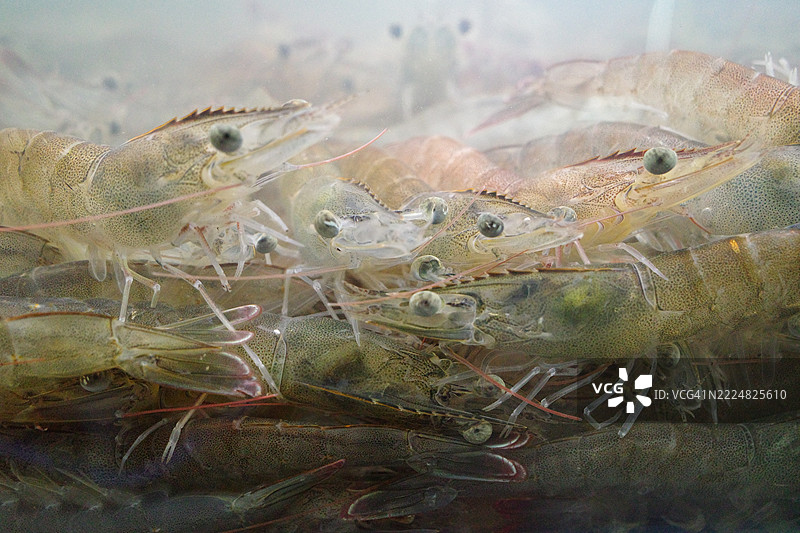 超市水族箱中的白腿虾游泳图片素材