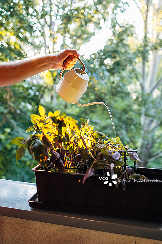 园丁在阳台上给罗勒植物浇水，夕阳西下。图片素材