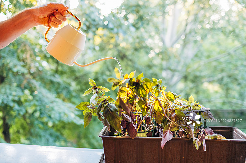 园丁在阳台花园中给盆栽的罗勒浇水，细心照料他们的香草。图片素材