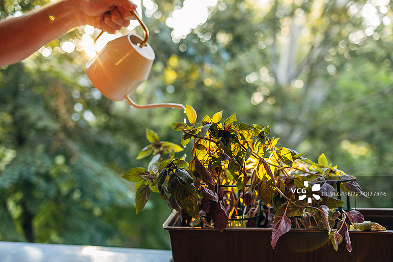 园丁在阳台上给盛开的罗勒植物浇水，背景是美丽的日落。图片素材