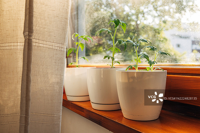 窗台上白色花盆里的番茄幼苗正在生长图片素材