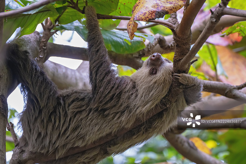 在哥斯达黎加，一只双趾树懒在树枝上休息图片素材