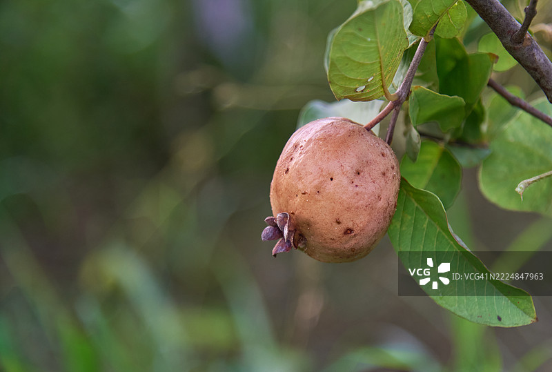 遭虫害后腐烂的番石榴果实挂在树枝上图片素材