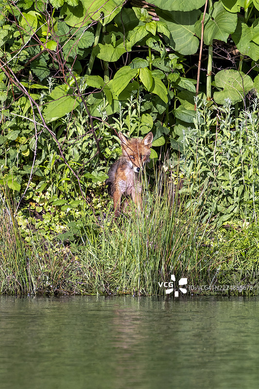 红狐 (Vulpes vulpes)图片素材