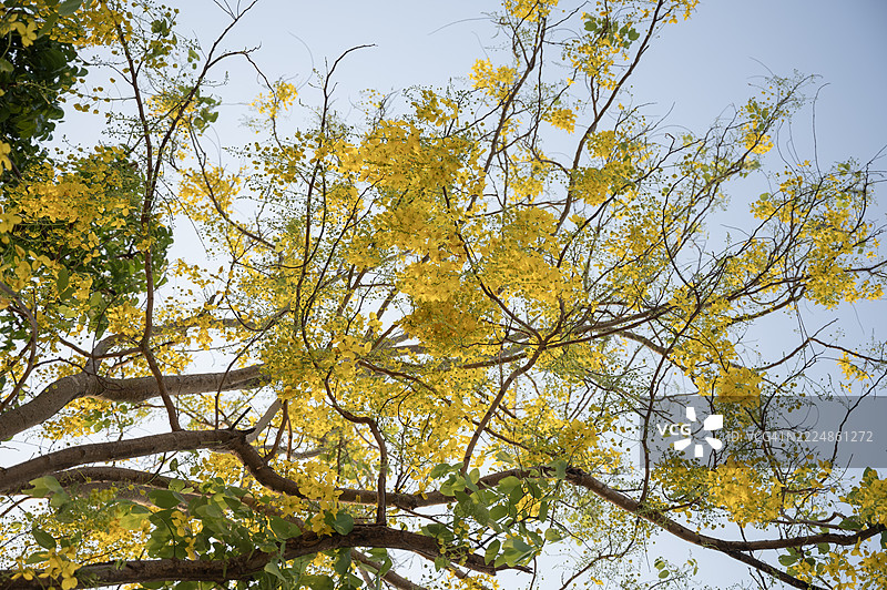 一棵开着黄色花朵的树在田野中。图片素材