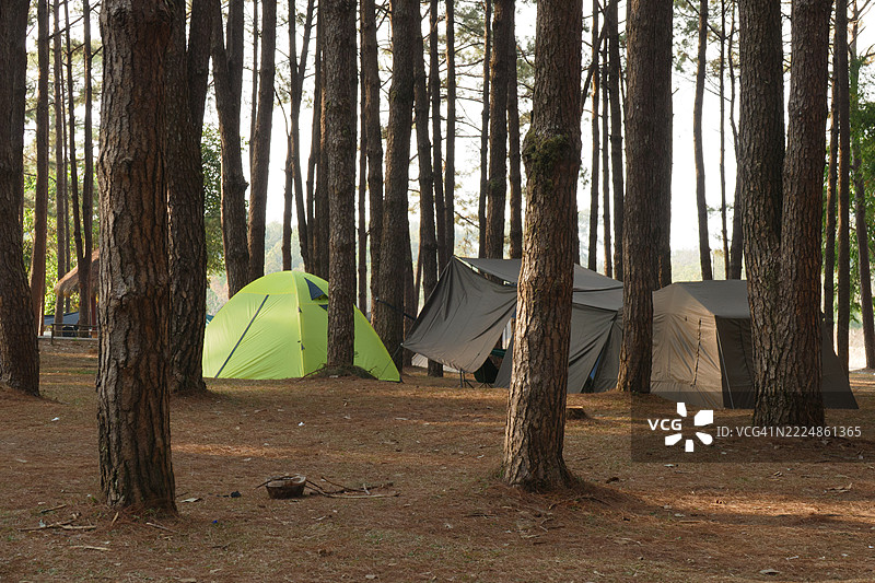 在松树林中露营图片素材