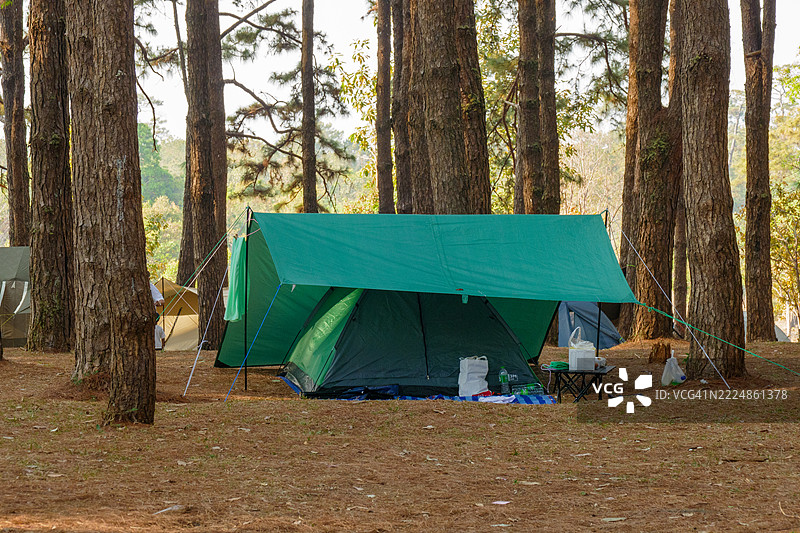 在松树林中露营图片素材