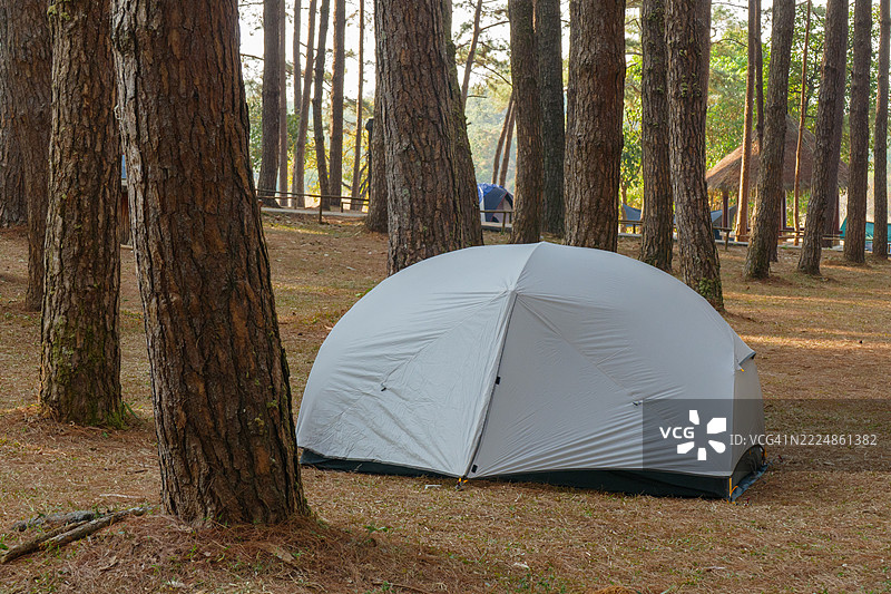 在松树林中露营图片素材