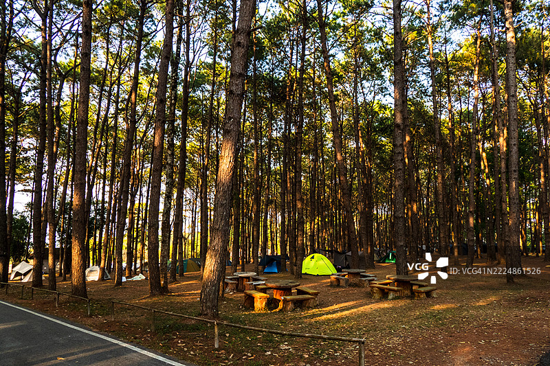在松树林中露营图片素材