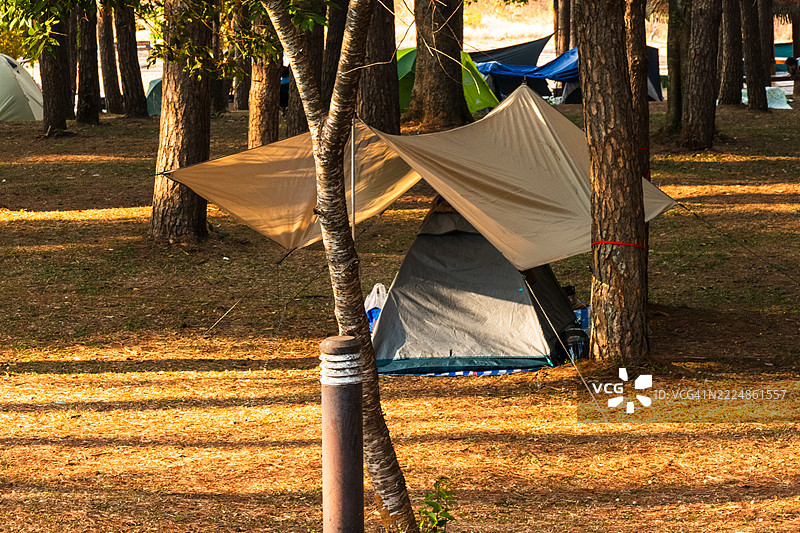 在松树林中露营图片素材