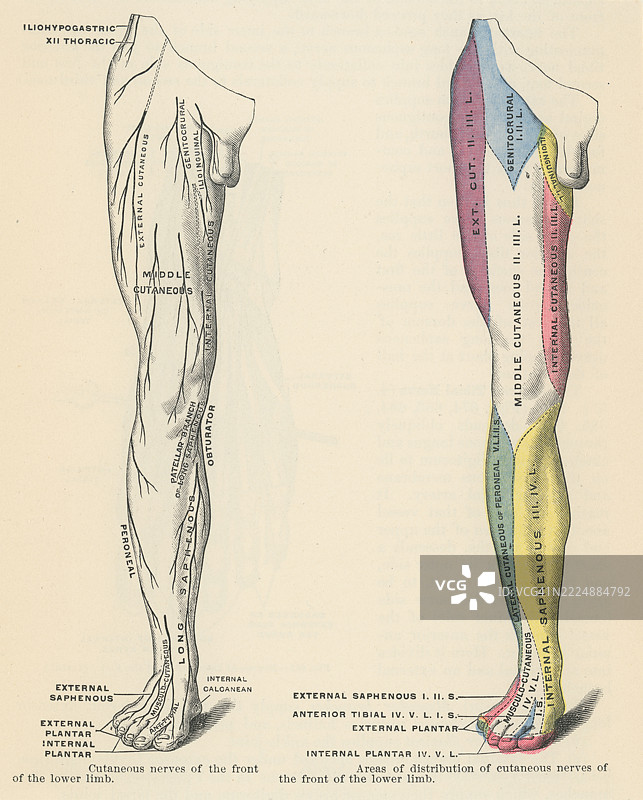 下肢的皮肤神经支配的老版雕刻插图，显示了特定皮肤神经供给的下肢（包括脚部）皮肤区域的神经供应。图片素材
